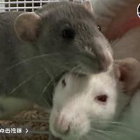 唔小心威批左